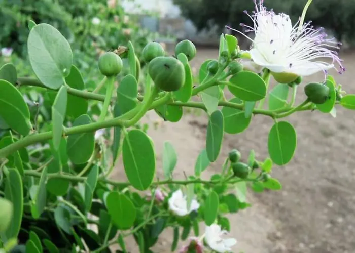 Neso Seafront Paros * Parasporos