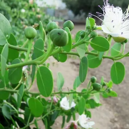 Neso Seafront Paros * Parasporos